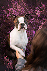 Boston Terrier