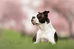 Boston Terrier