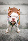 Boston Terrier
