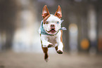 Boston Terrier
