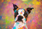 Boston Terrier