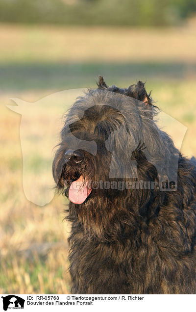 Bouvier des Flandres Portrait / Bouvier des Flandres Portrait / RR-05768
