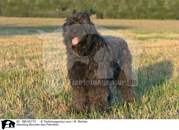 stehender / standing Bouvier des Flandres / RR-05770