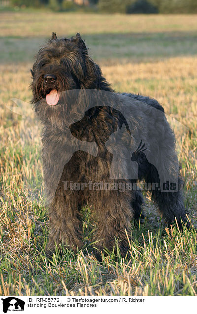 stehender / standing Bouvier des Flandres / RR-05772