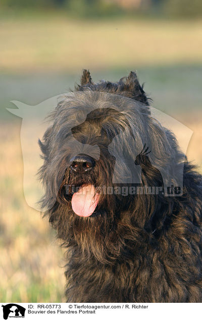 Bouvier des Flandres Portrait / Bouvier des Flandres Portrait / RR-05773