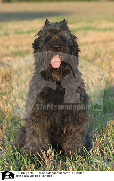 sitzender / sitting Bouvier des Flandres / RR-05780