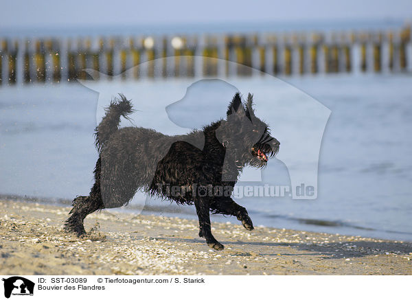 Bouvier des Flandres / Bouvier des Flandres / SST-03089
