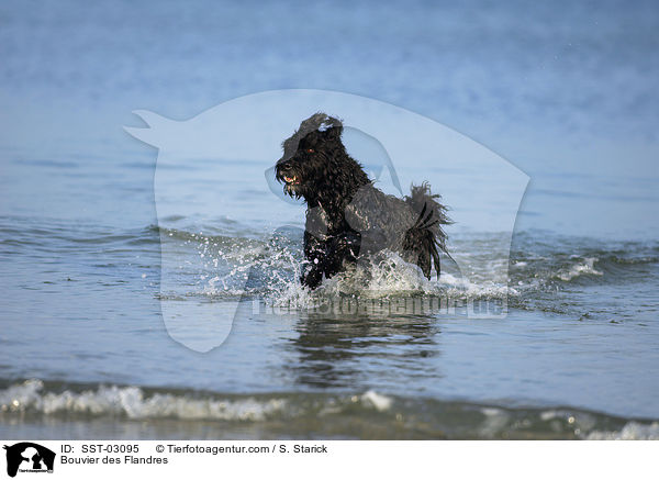 Bouvier des Flandres / Bouvier des Flandres / SST-03095