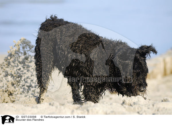 Bouvier des Flandres / Bouvier des Flandres / SST-03098