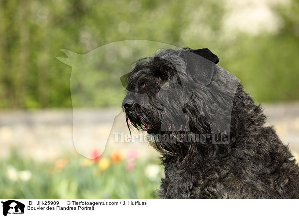 Bouvier des Flandres Portrait / Bouvier des Flandres Portrait / JH-25909