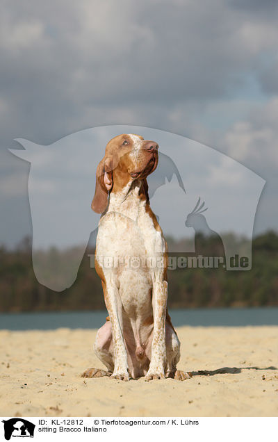 sitzende Bracco Italiano / sitting Bracco Italiano / KL-12812