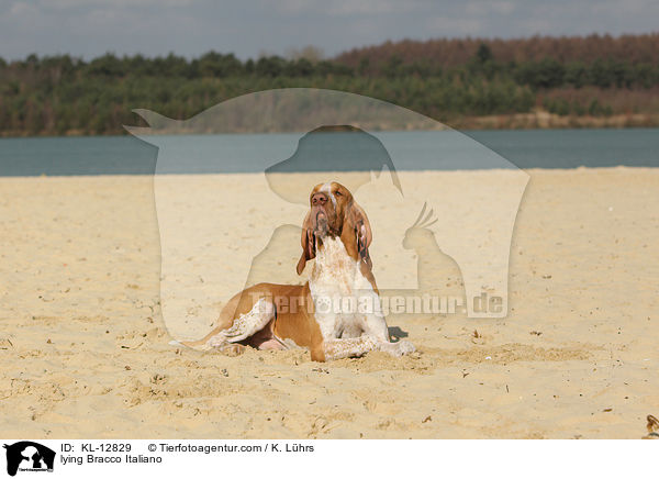 liegende Bracco Italiano / lying Bracco Italiano / KL-12829