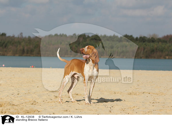 stehende Bracco Italiano / standing Bracco Italiano / KL-12838