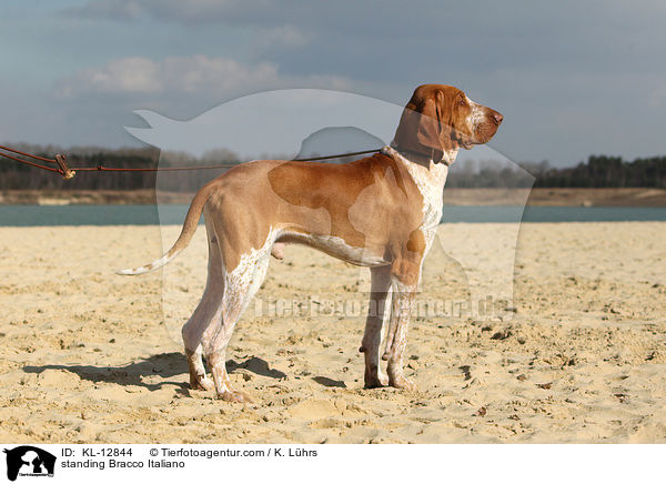 stehende Bracco Italiano / standing Bracco Italiano / KL-12844