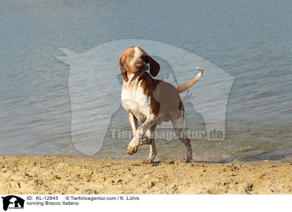 running Bracco Italiano / KL-12845