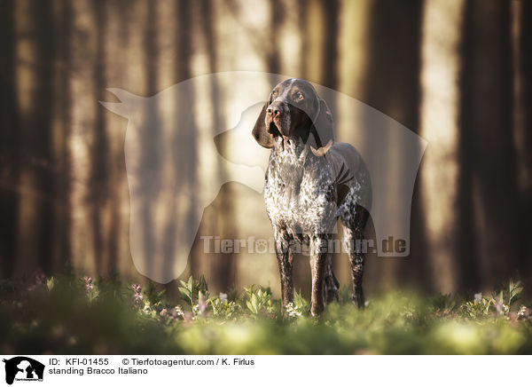 standing Bracco Italiano / KFI-01455