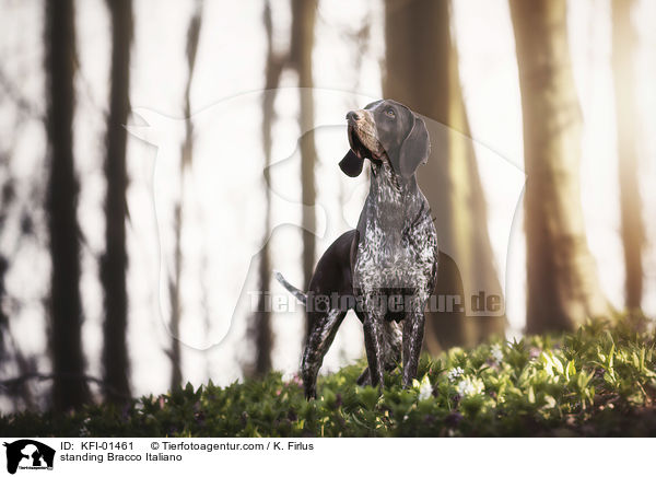standing Bracco Italiano / KFI-01461
