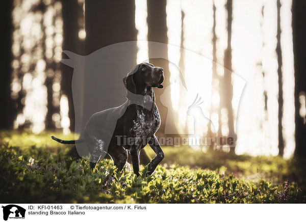 stehender Bracco Italiano / standing Bracco Italiano / KFI-01463