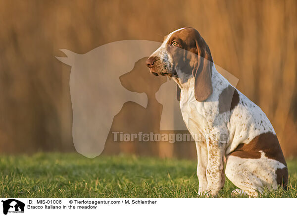 Bracco Italiano in the meadow / MIS-01006