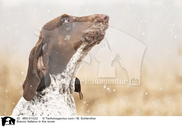 Bracco Italiano im Schnee / Bracco Italiano in the snow / MIS-01022