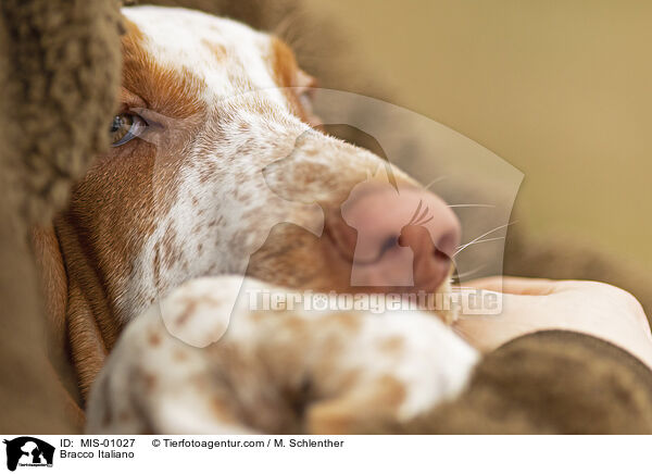 Bracco Italiano / Bracco Italiano / MIS-01027