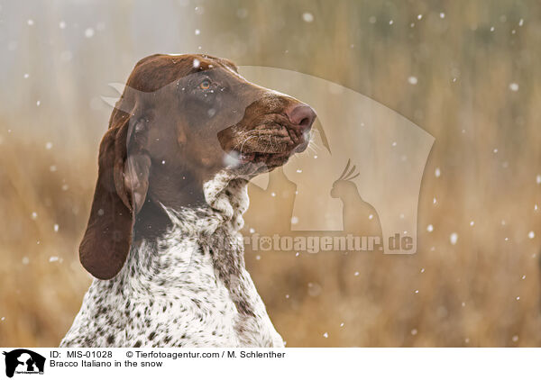 Bracco Italiano im Schnee / Bracco Italiano in the snow / MIS-01028