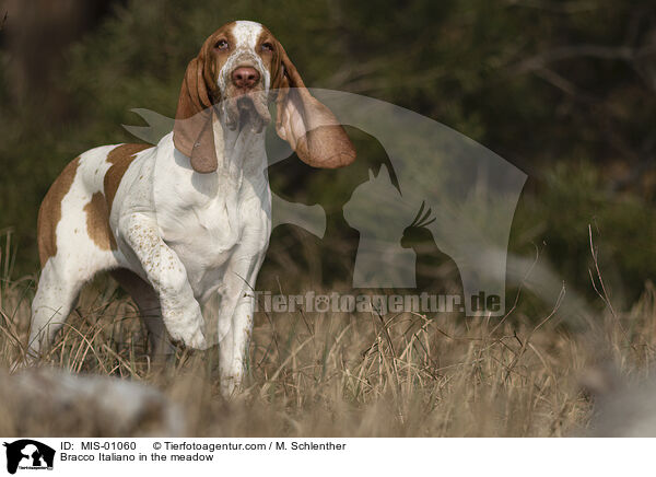 Bracco Italiano in the meadow / MIS-01060