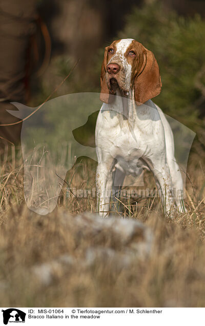 Bracco Italiano auf der Wiese / Bracco Italiano in the meadow / MIS-01064