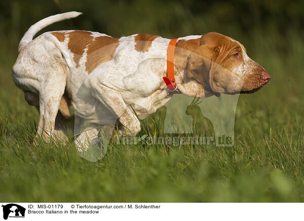 Bracco Italiano auf der Wiese / Bracco Italiano in the meadow / MIS-01179