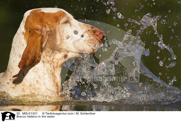 Bracco Italiano in the water / MIS-01201