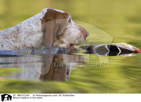 Bracco Italiano im Wasser / Bracco Italiano in the water / MIS-01204