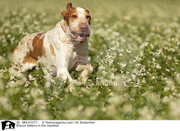 Bracco Italiano in the meadow / MIS-01271