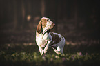 standing Bracco Italiano