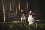 sitting Bracco Italianos