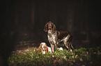 Bracco Italianos