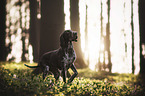 standing Bracco Italiano