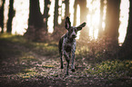 running Bracco Italiano