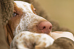 Bracco Italiano
