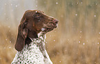 Bracco Italiano in the snow