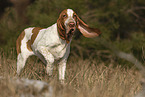Bracco Italiano in the meadow