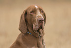 Bracco Italiano Portrait