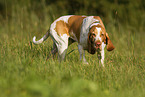 Bracco Italiano in the meadow