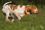Bracco Italiano in the meadow