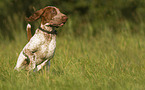 Bracco Italiano in the meadow
