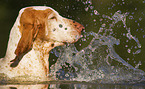 Bracco Italiano in the water