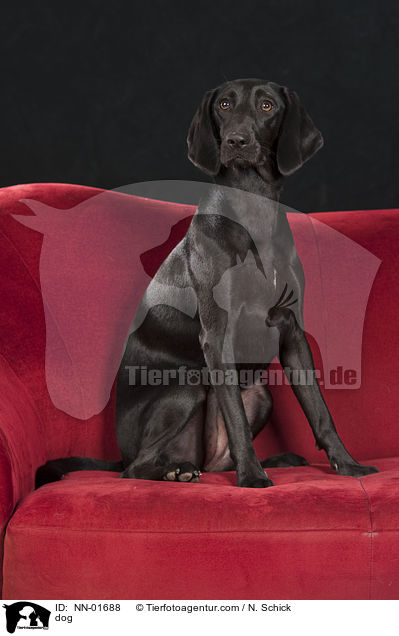 dog / NN-01688
