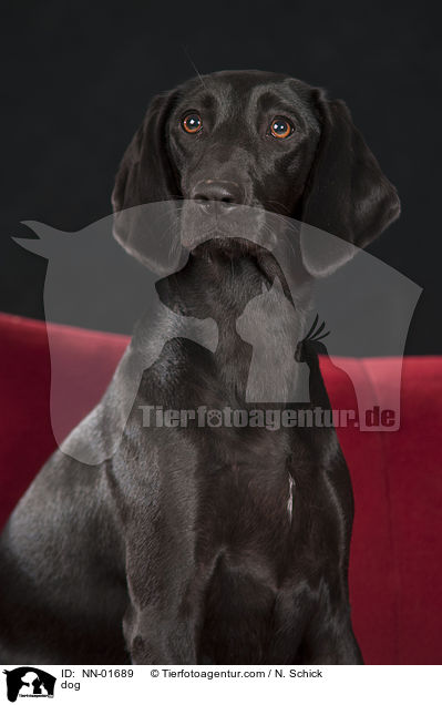 dog / NN-01689