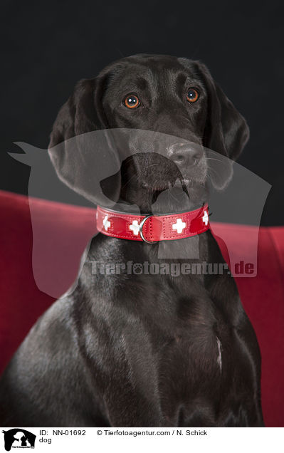 dog / NN-01692