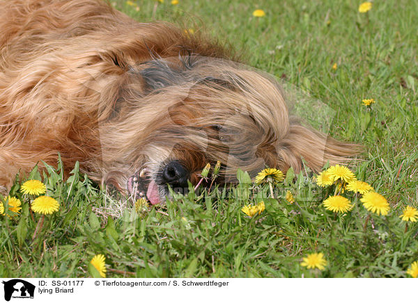 liegender Briard / lying Briard / SS-01177
