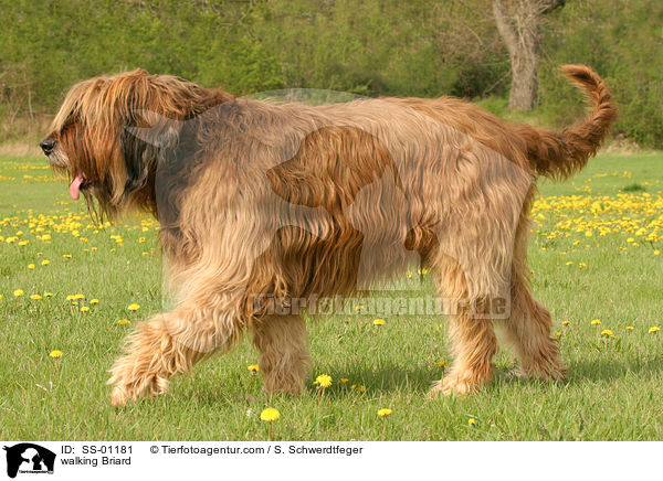 walking Briard / SS-01181